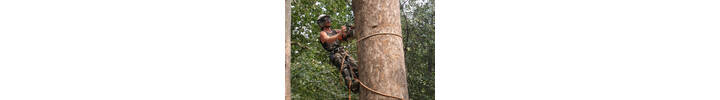 London Plane fell in St John's Wood NW8.jpg