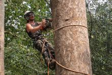 London Plane fell in St John's Wood NW8.jpg