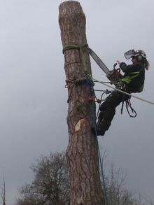 Scots pine fell Holland Park West London W11.jpg