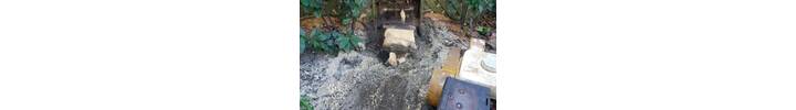 Stump Grinding in Chelsea West London.jpg
