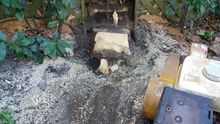 Stump Grinding in Chelsea West London.jpg