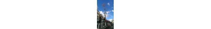 Tree of Heaven Sectional Takedown in Kensington. West London W8 jpg.jpg