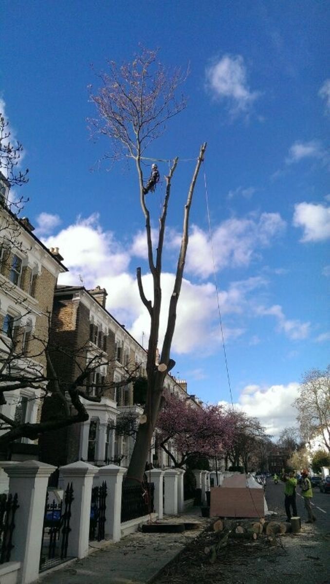 Tree of Heaven Sectional Takedown in Kensington. West London W8 jpg.jpg