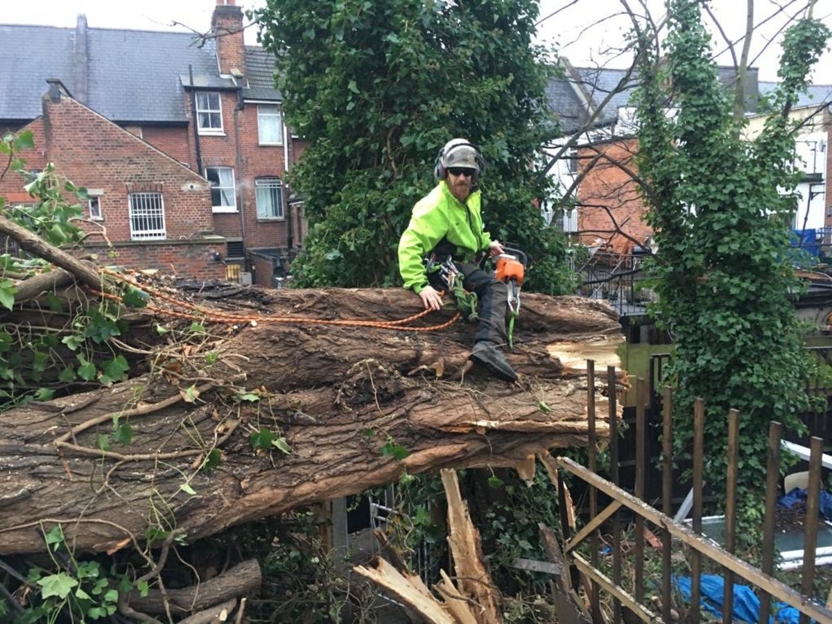 Fallen tree in Wilsden West London .jpg