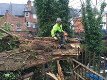 Fallen tree in Wilsden West London .jpg Fallen tree in Wilsden West London .jpg