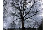 Large Plane tree to remove ivyWest Brompton South West London SW10 (2).jpg