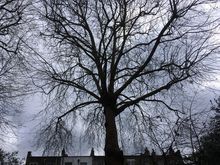 Large Plane tree to remove ivyWest Brompton South West London SW10 (2).jpg