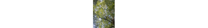 Crown thin of a London Plane tree. Tree Surgery in Kensington, West London.jpg