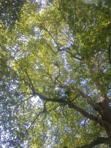 Crown thin of a London Plane tree. Tree Surgery in Kensington, West London.jpg