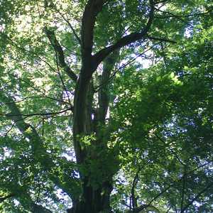 Tree Services in Acton