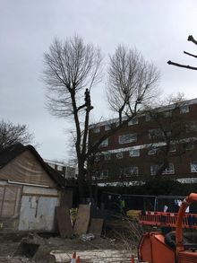 Tree surgey works in West London .jpg