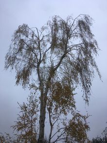 Silver Birch Reduction in Queens Park NW6.jpg