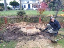 Stump Removal in St Johns Wood West London.jpg