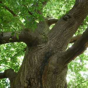Tree Services in Westminster