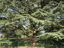 West London tree surgery pruning 2.jpg West London tree surgery pruning 2.jpg