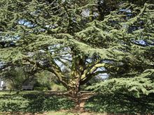 West London tree surgery pruning 2.jpg