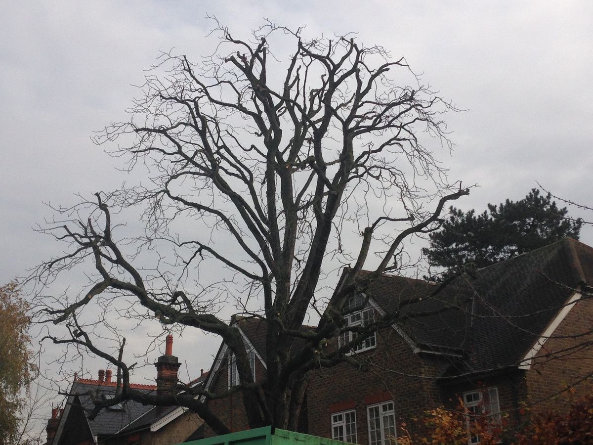 Horse Chestnut 30% Reduction. Tree Surgery  in Putney West London SW15.jpg