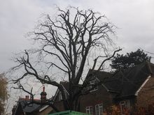 Horse Chestnut 30% Reduction. Tree Surgery in Putney West London SW15.jpg