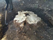 Stump Removal in West Hamstead North West London.jpg Stump Removal in West Hamstead North West London.jpg