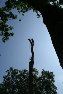 Tree surgery operations in Camden West London NW1 Plane fell to ground level.jpg