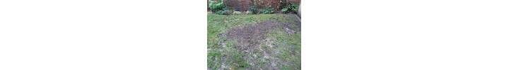 Stump Removal in  Shepards Bush West London.jpg