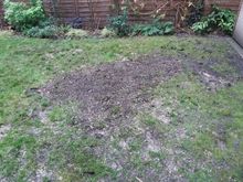 Stump Removal in  Shepards Bush West London.jpg