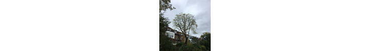 London Plane 4m reduction. Tree Surgery in West Hamstead North West London.jpg