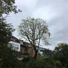 London Plane 4m reduction. Tree Surgery in West Hamstead North West London.jpg