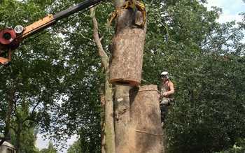 Tree Removal