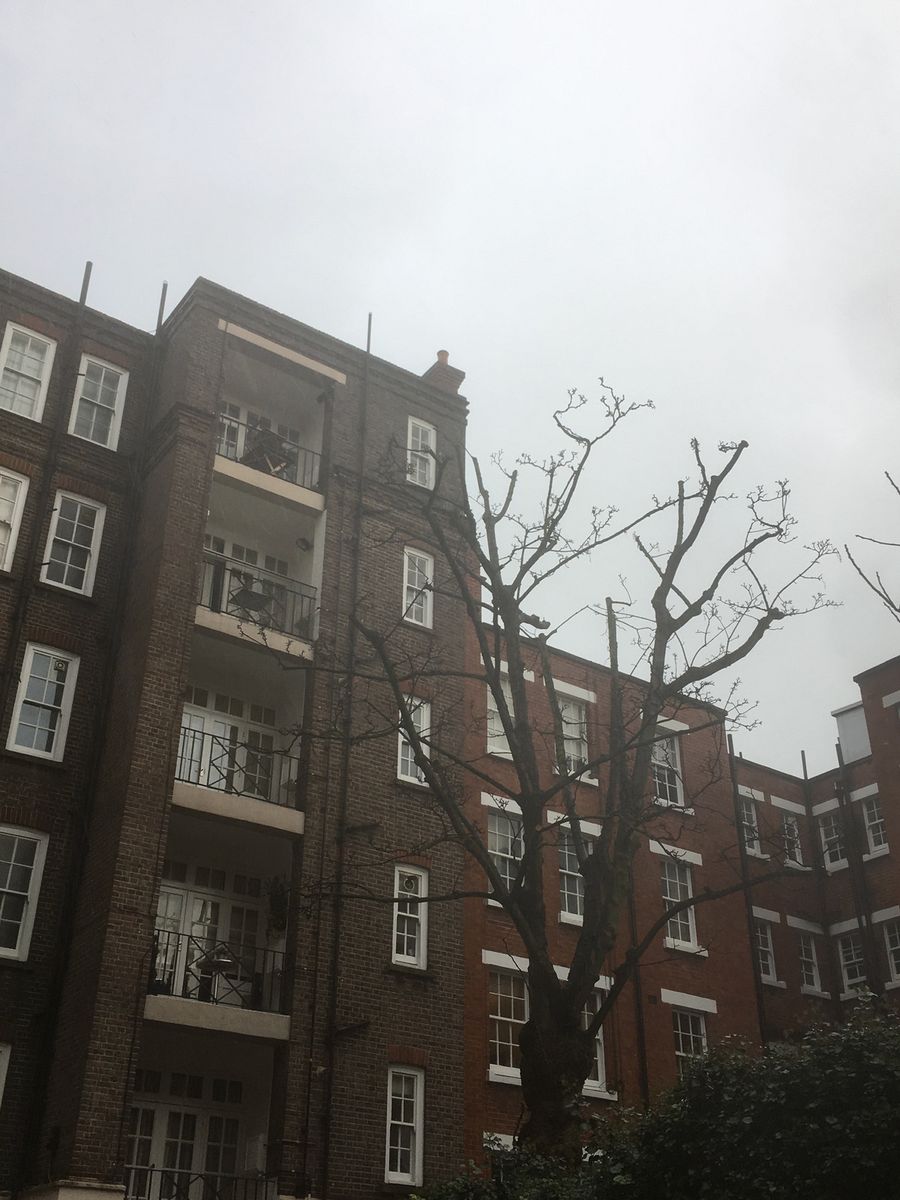 Tree work in West London NW8 Sycamore Reduction.jpg