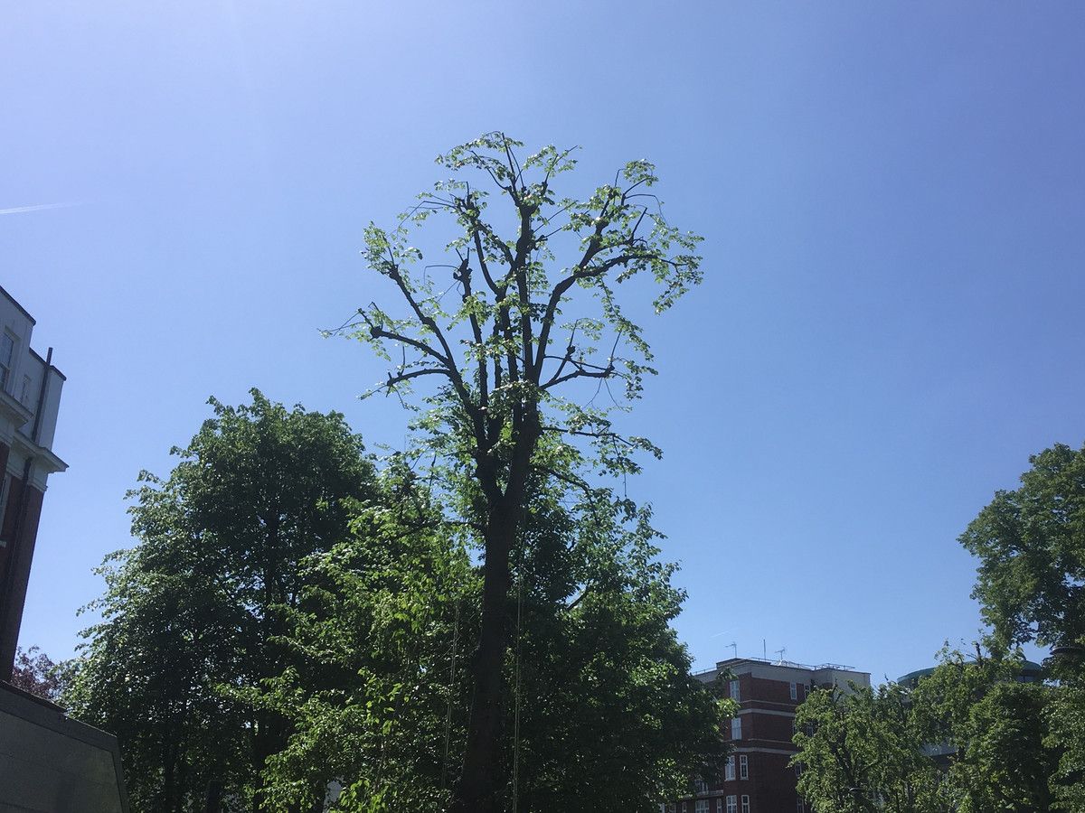 Lime Tree reduction at Addisson House, St Johns Wood North West London, NW8.jpg