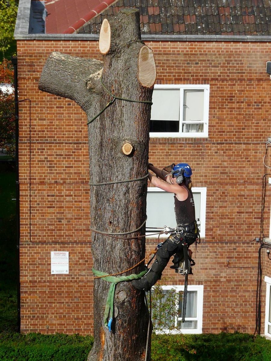 Cedar of Lebanon Fell to ground level by sectional takedown Chiswick, West London W4.jpg