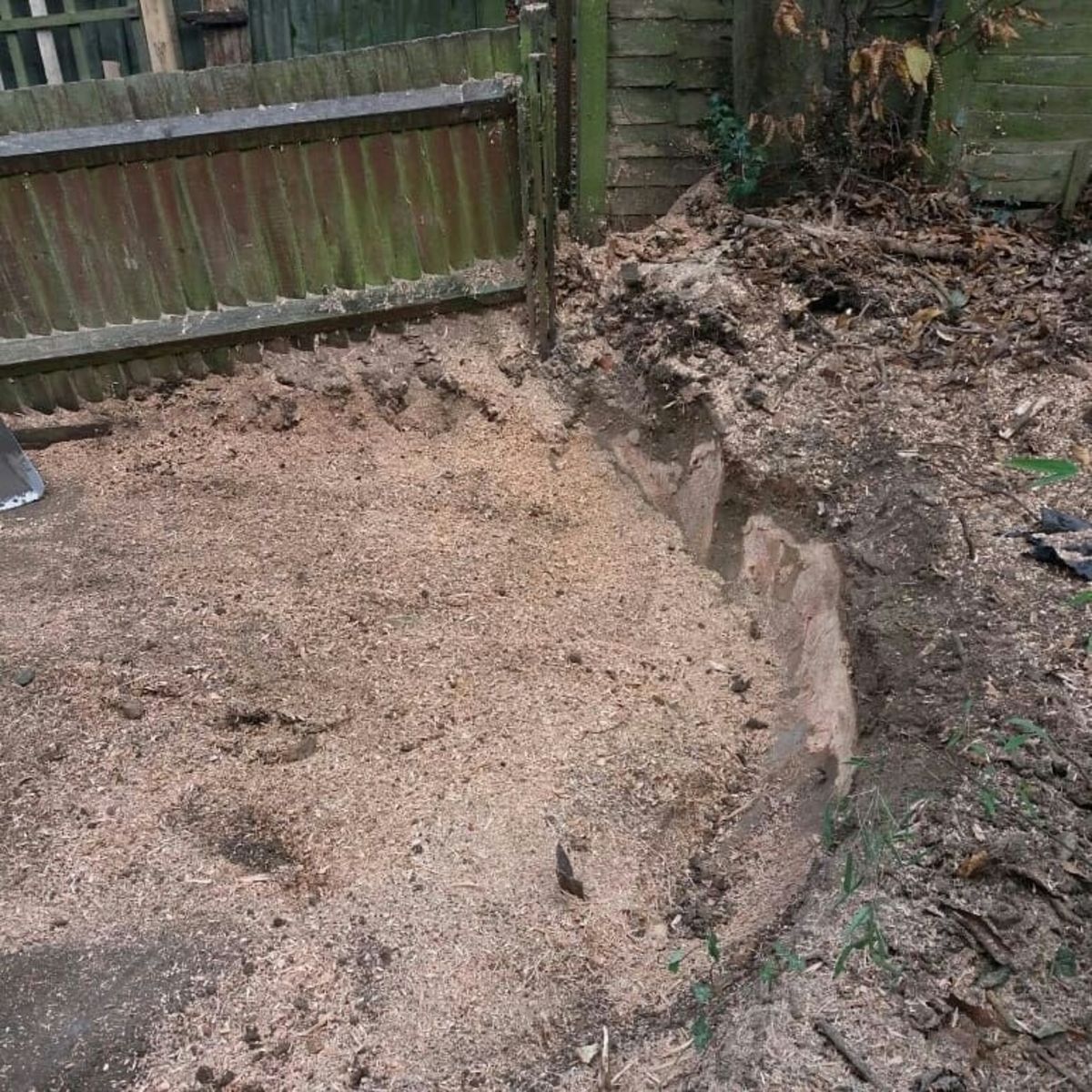 Stump Removal in Barnes South West London.jpg