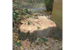 Stump Grinding in Kensil Green North West London.jpg