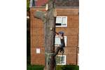 Cedar of Lebanon Fell to ground level by sectional takedown Chiswick, West London W4.jpg